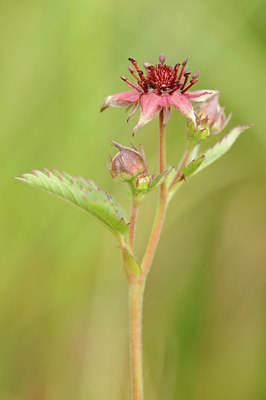 BUITEN BEELD Foto: 127921