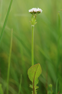 BUITEN BEELD Foto: 127923