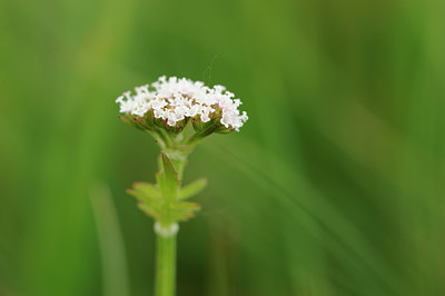 BUITEN BEELD Foto: 127924