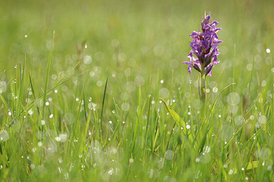 BUITEN BEELD Foto: 127934
