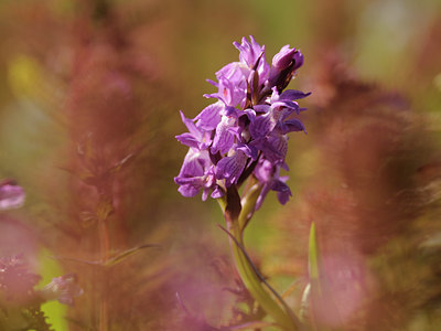 BUITEN BEELD Foto: 127937