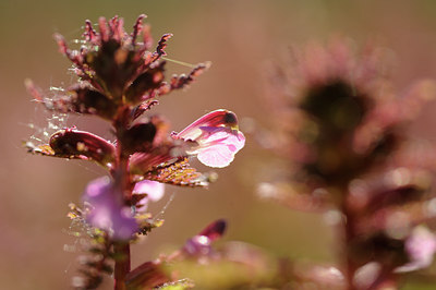 BUITEN BEELD Foto: 127938