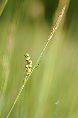 BUITEN BEELD Foto: 127939