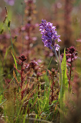 BUITEN BEELD Foto: 127966