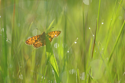 BUITEN BEELD Foto: 127968