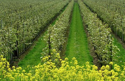 BUITEN BEELD Foto: 127990