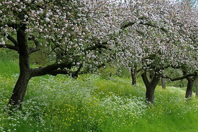BUITEN BEELD Foto: 127991