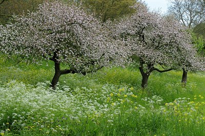 BUITEN BEELD Foto: 127995