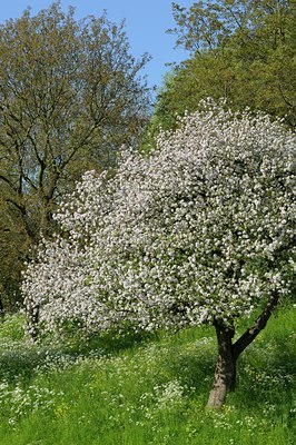 BUITEN BEELD Foto: 127998