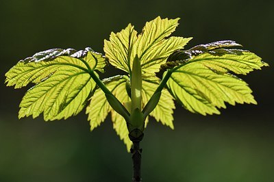 BUITEN BEELD Foto: 128005