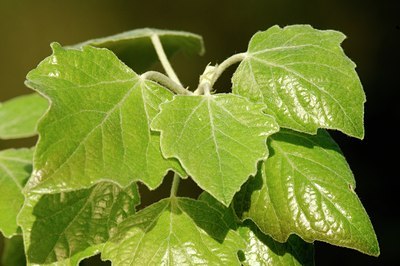 BUITEN BEELD Foto: 128022