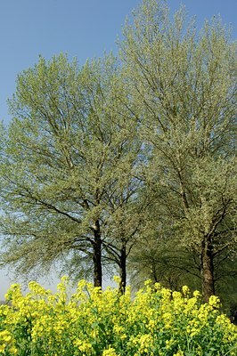 BUITEN BEELD Foto: 128024