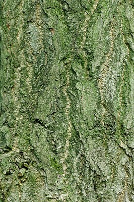 BUITEN BEELD Foto: 128034