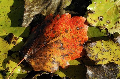 BUITEN BEELD Foto: 128038