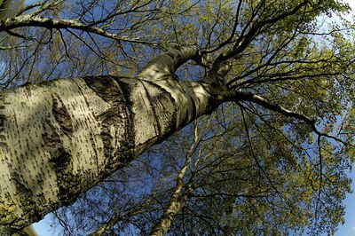BUITEN BEELD Foto: 128040