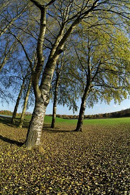 BUITEN BEELD Foto: 128043