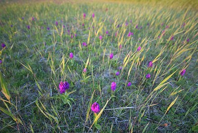 BUITEN BEELD Foto: 128141