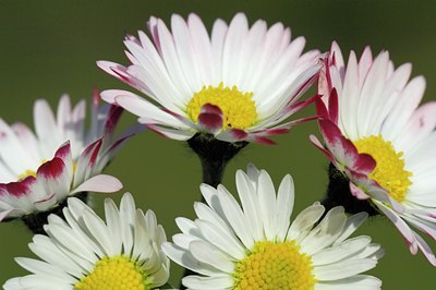 BUITEN BEELD Foto: 128173