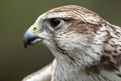 BUITEN BEELD Foto: 128236