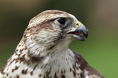 BUITEN BEELD Foto: 128240