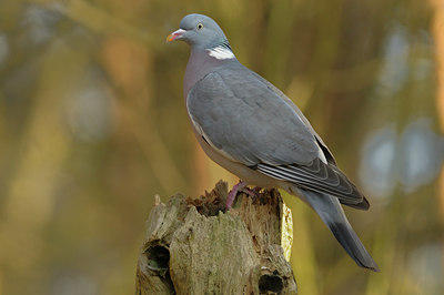 BUITEN BEELD Foto: 128249