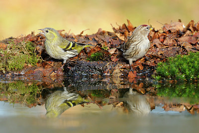 BUITEN BEELD Foto: 128254