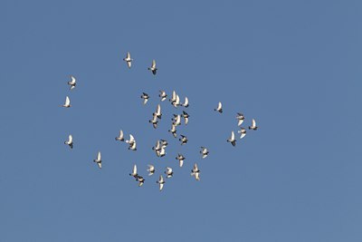 BUITEN BEELD Foto: 128265