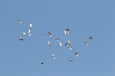 BUITEN BEELD Foto: 128273