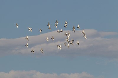 BUITEN BEELD Foto: 128276