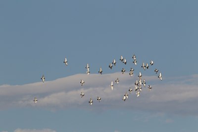 BUITEN BEELD Foto: 128277