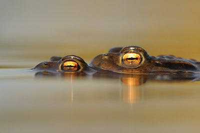 BUITEN BEELD Foto: 128281