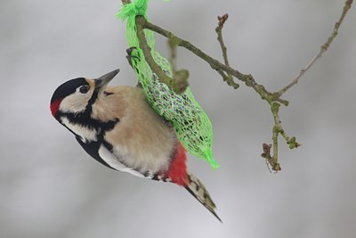 BUITEN BEELD Foto: 128289