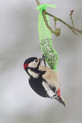 BUITEN BEELD Foto: 128296