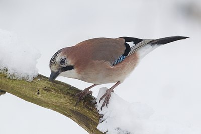BUITEN BEELD Foto: 128301