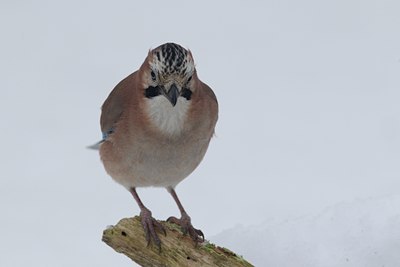 BUITEN BEELD Foto: 128303