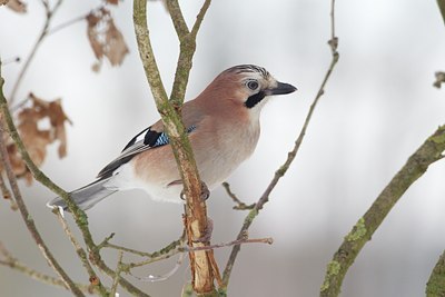 BUITEN BEELD Foto: 128309