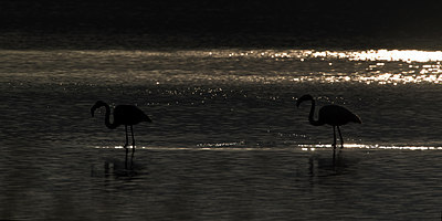 BUITEN BEELD Foto: 128372