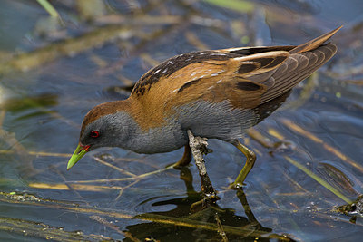BUITEN BEELD Foto: 128376