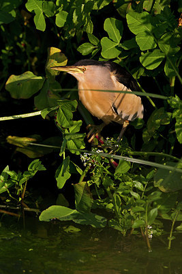 BUITEN BEELD Foto: 128394