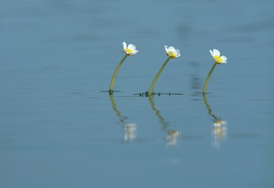 BUITEN BEELD Foto: 128401
