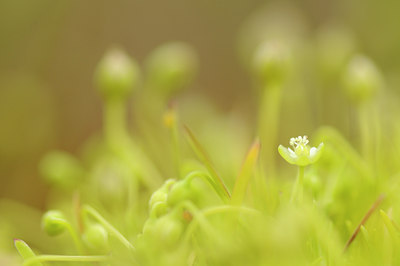 BUITEN BEELD Foto: 128416