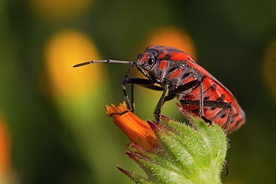 BUITEN BEELD Foto: 128464