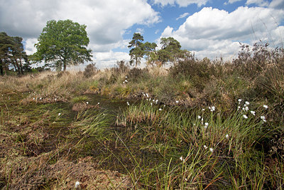 BUITEN BEELD Foto: 128478