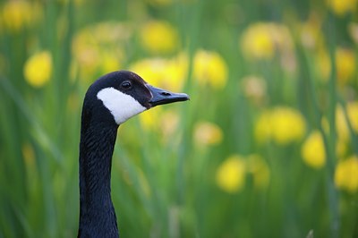 BUITEN BEELD Foto: 128484