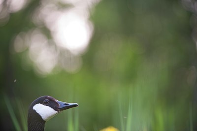 BUITEN BEELD Foto: 128493