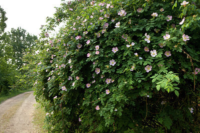 BUITEN BEELD Foto: 128539