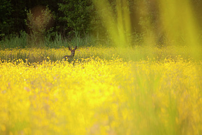 BUITEN BEELD Foto: 128546