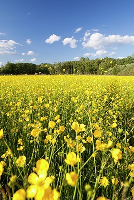 BUITEN BEELD Foto: 128552