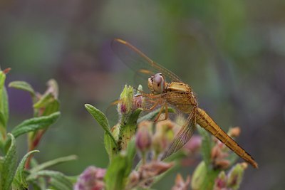 BUITEN BEELD Foto: 128591
