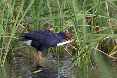 BUITEN BEELD Foto: 128593